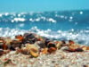 Seashells by the seashore