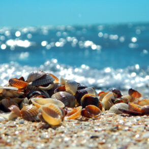 Seashells by the seashore