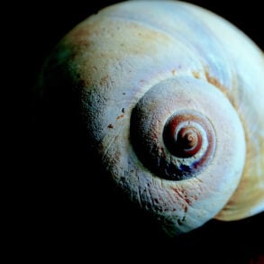 Moonshell. Photo by Kathryn Winograd.