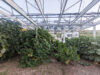 Crops growing beneath a solar array structure