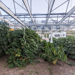 Crops growing beneath a solar array structure