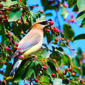 Cedar waxwing and serviceberry