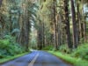 Road through the Hoh Rainforest