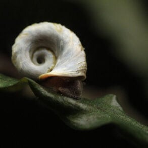 Snail on a leaf underwater