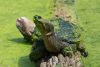 Snapping turtle