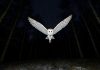 Barn owl flying at night