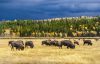 Bison herd in autumn highcountry landscape