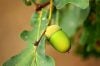 Green acorn on tree