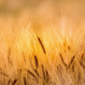 Wheat