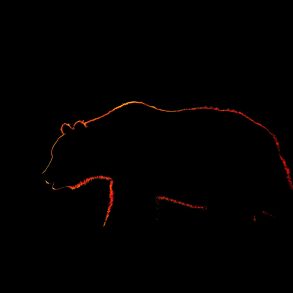 Slight silhouette of grizzly bear