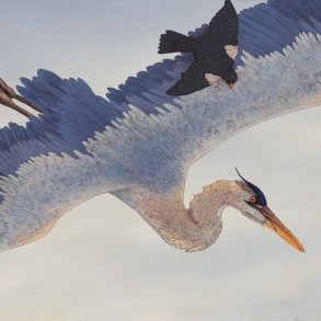 Painting of a great blue heron by Daniela Gallego
