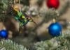 Hummingbird ornament in Christmas tree