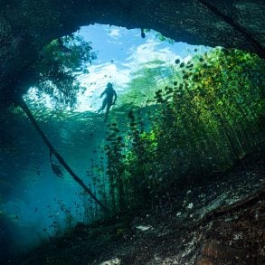 Divers in cenote