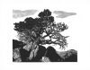 Black-and-white tree illustration