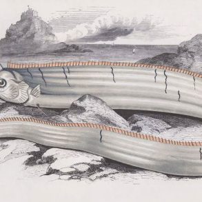 Oarfish illustration from the 1800s