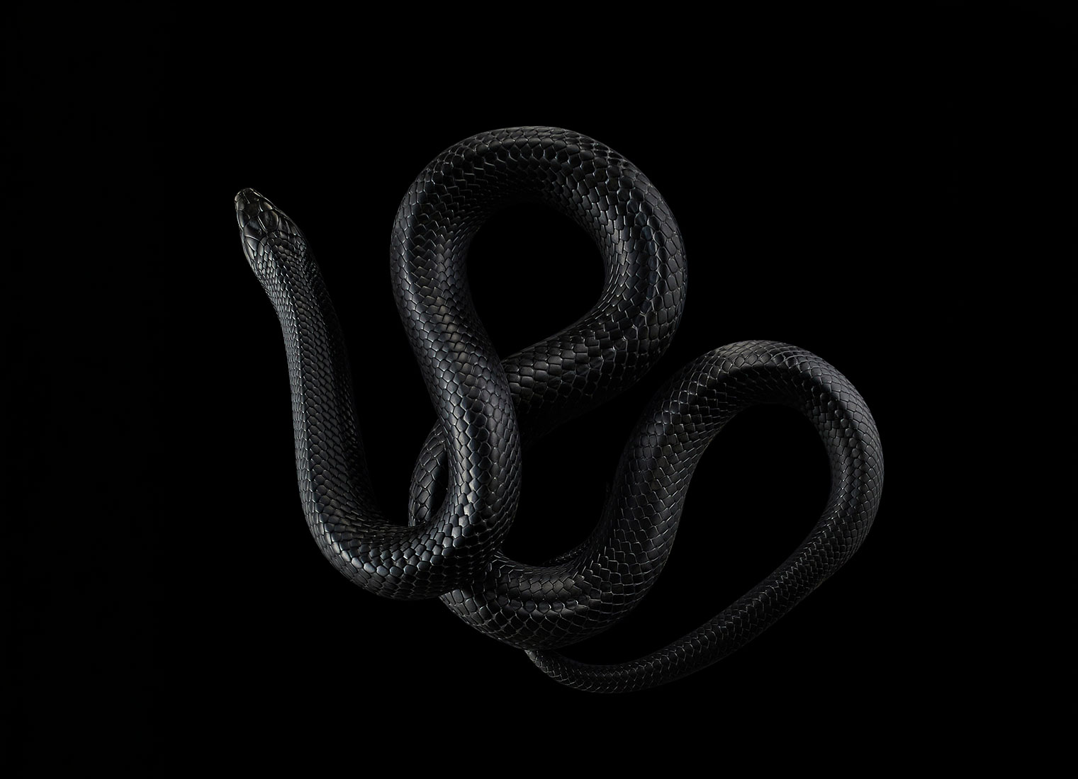 Black snake on black background