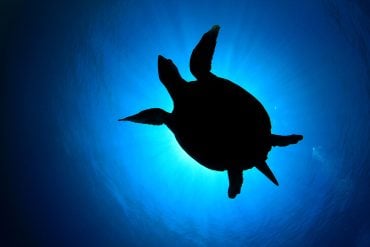Silhouette of hawksbill turtle from below