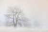 Large tree among fog