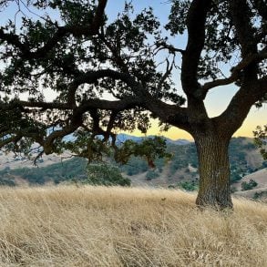 Big, beautiful tree on autumn grassy hill