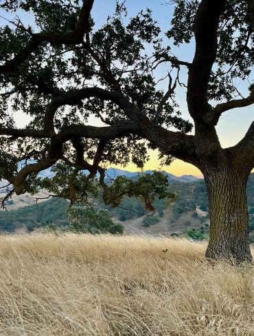 Big, beautiful tree on autumn grassy hill