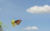 Monarch butterfly on a canvas of blue sky and clouds